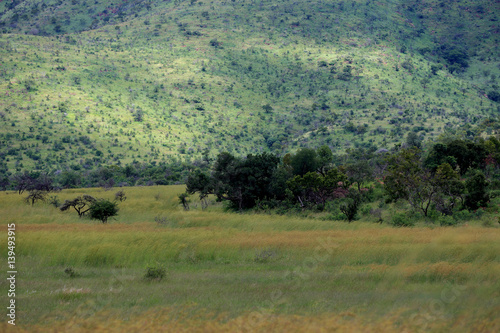 Sawanna w parku narodowym Pilanesber w Republice Południowej Afryki © andrzej_67