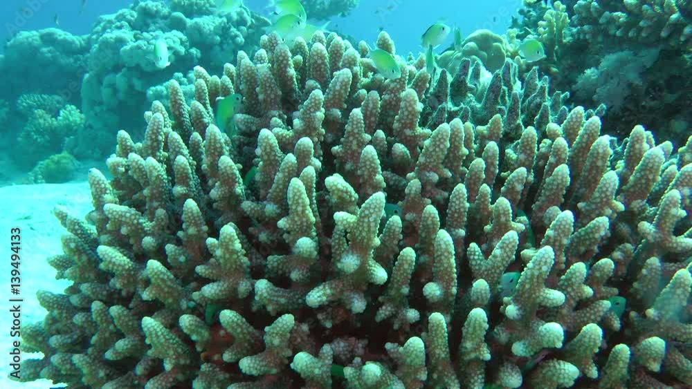 A flock of fish Blue green damselfish (Chromis viridis) in a coral bush, medium shot.
A flock of fish Blue green damselfish (Chromis viridis) in a coral bush, medium shot.