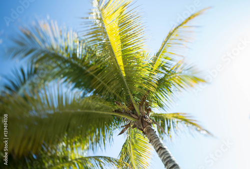 palm tree © stacy