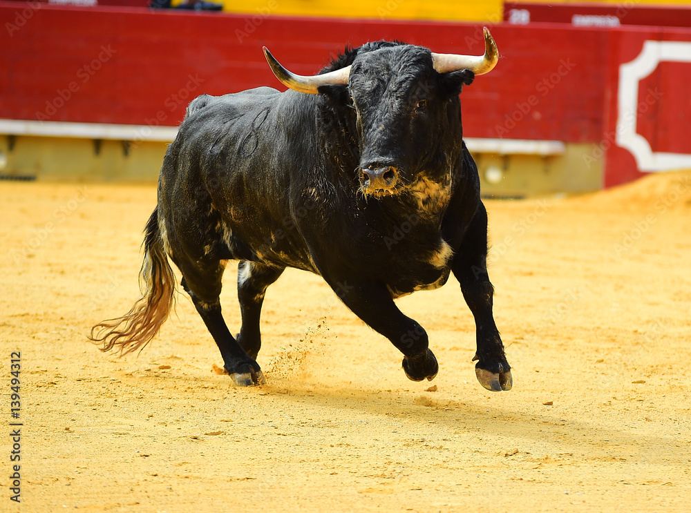 toro toro