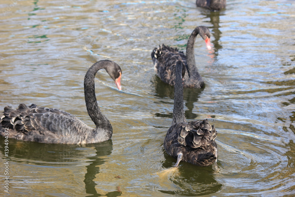 Fototapeta premium beautiful swans