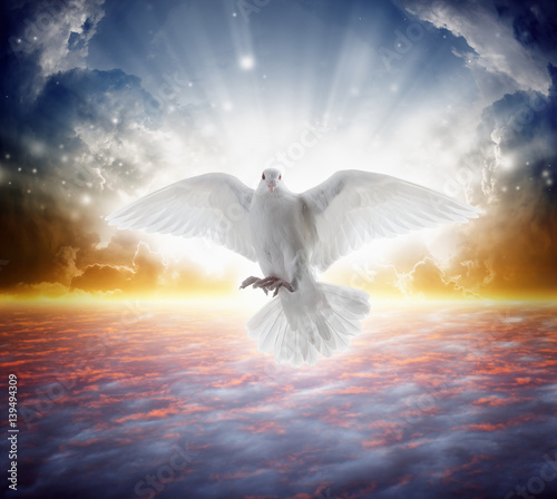 Fotografie Holy spirit bird flies in skies, bright light shines from heaven