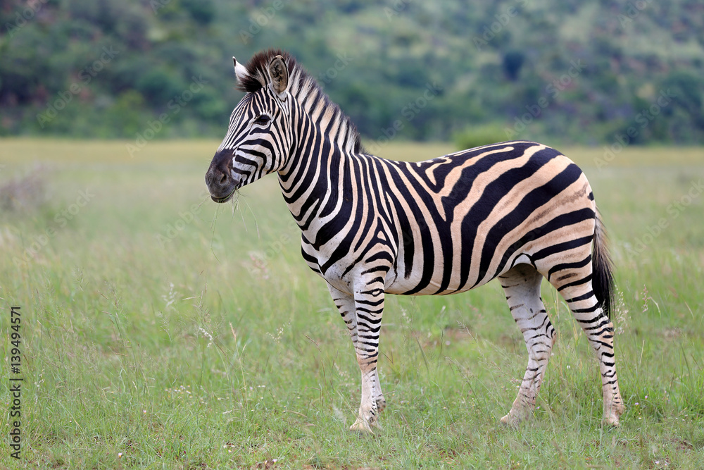 Zebra stepowa w parku narodowym Pilanesberg Zebra stepowa w parku narodowym Pilanesberg