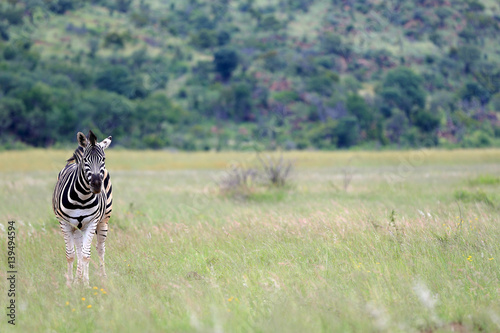 Zebra stepowa w parku narodowym Pilanesberg © andrzej_67