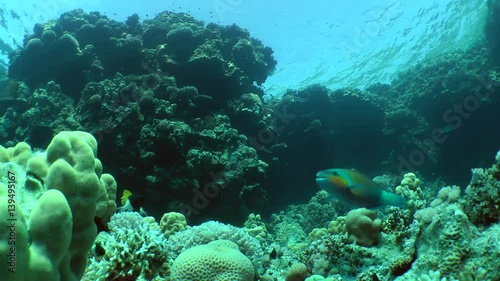 The male Daisy parrotfish (Chlorurus sordidus) is looking for food among the corals, then leaves the frame, a wide shot.
 photo