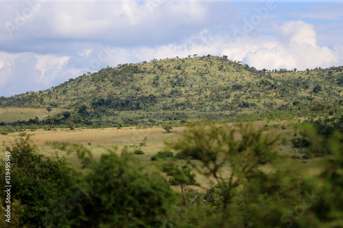 Afrykańska sawanna w parku narodowym Pilanesberg © andrzej_67