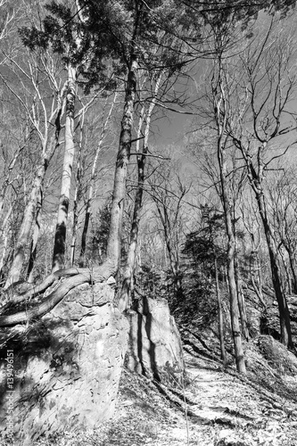 Tall tree growing on top of a rock in a wilderness area, black and white scene in early spring