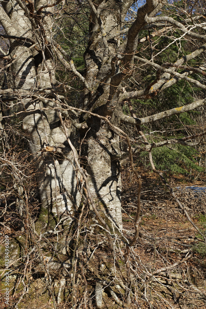 Obraz premium Branching tree. Detailed and naked tree branches