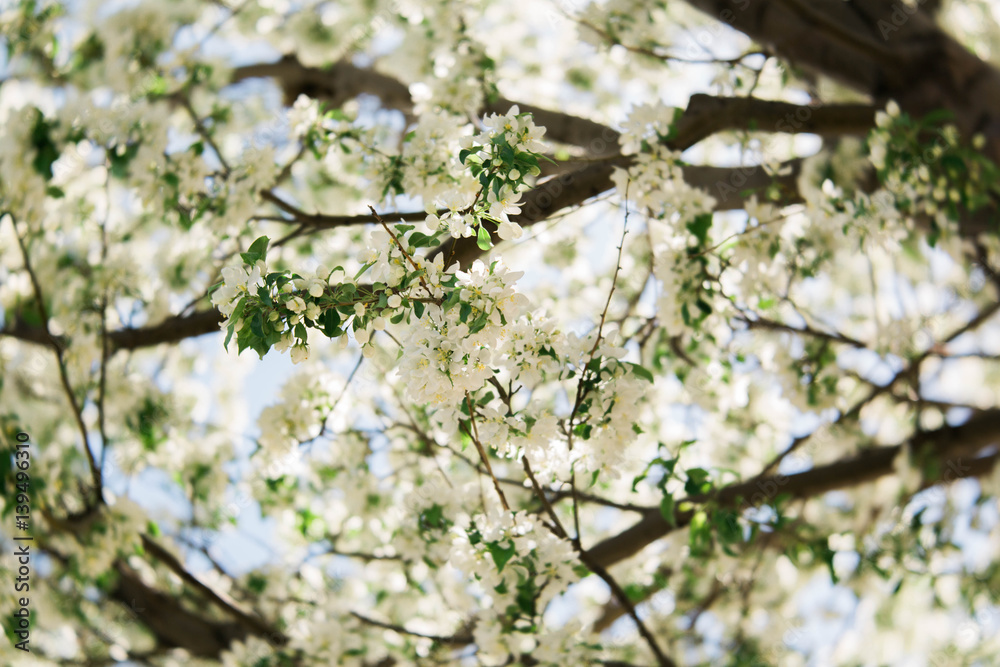 Fototapeta premium cherry