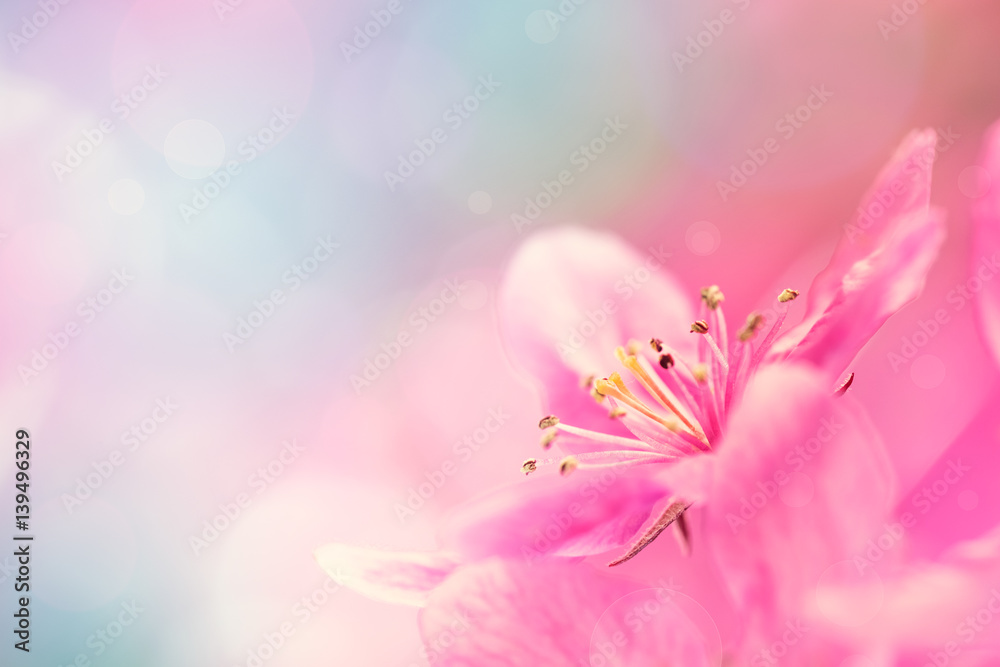 Spring garden background with pink flowers