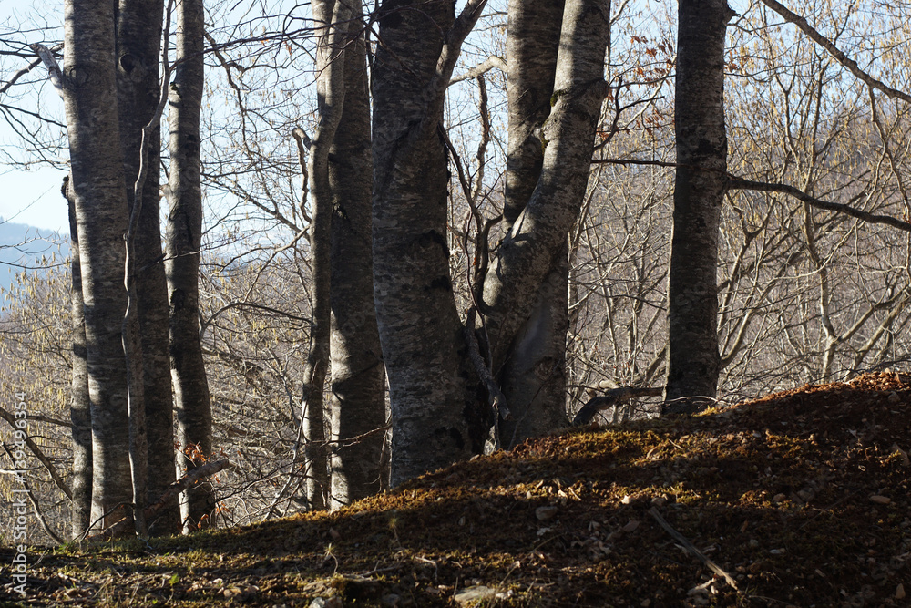 Obraz premium Branching trees. Detailed and naked trees branches