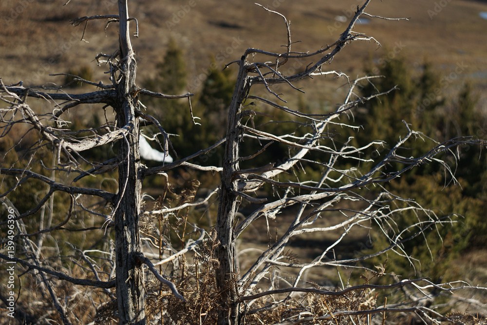 Branching trees. Detailed and naked trees branches Branching trees. Detailed and naked trees branches