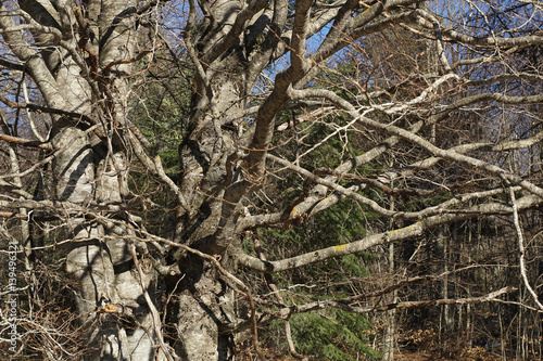 Branching tree. Detailed and naked tree branches