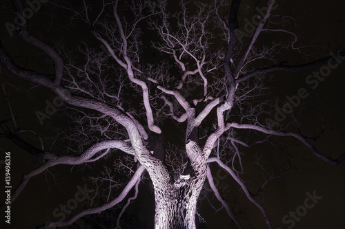 Spidery winter tree spotlighted from beneath giving it a spooky purple glow, bare branches, winter or halloween scene