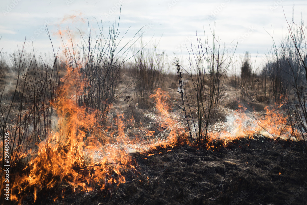 Burning grass in the field, shrubs and plants are burned, land covered with dark, early spring Burning grass in the field, shrubs and plants are burned, land covered with dark, early spring