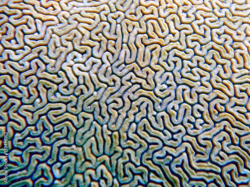 Pattern on brain coral