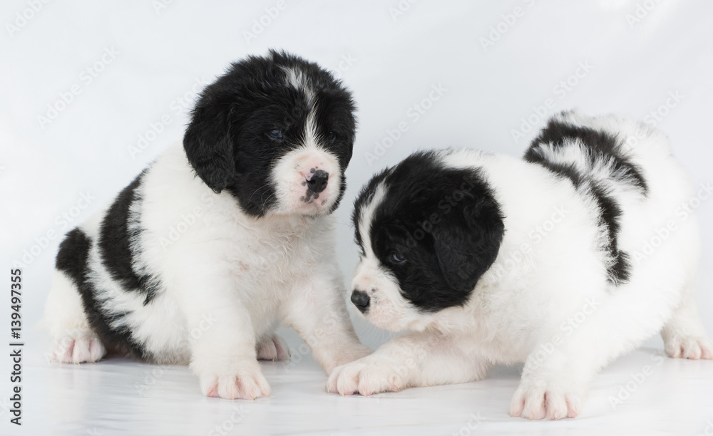 landseer puppy