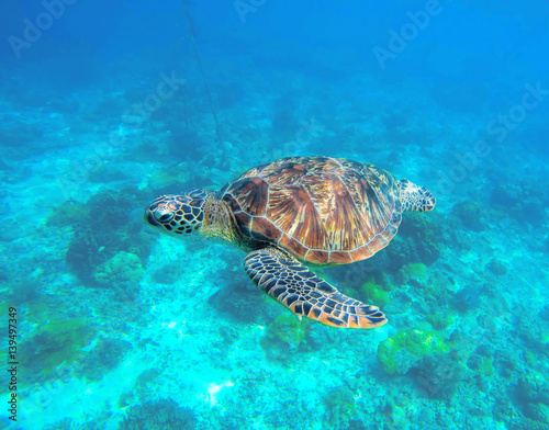 Wild turtle swimming underwater in blue tropical sea.