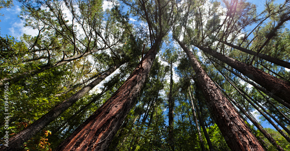 Fototapeta premium Trees