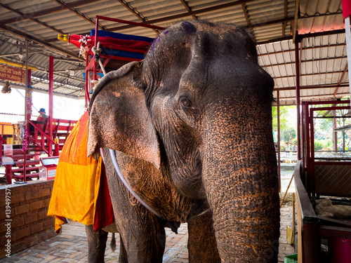 Elephant at Ayotthaya floating market, Ayutthaya photo