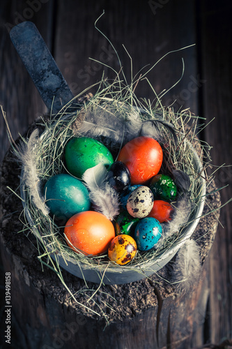 Quail and hen Easter eggs with hay and feathers