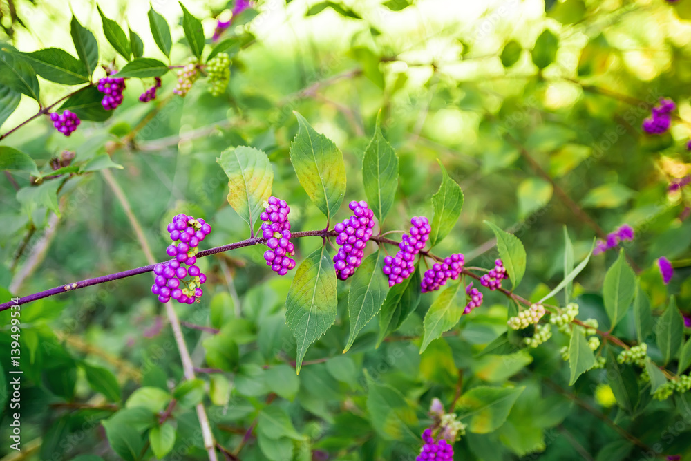 Purple fruits on the bush Purple fruits on the bush