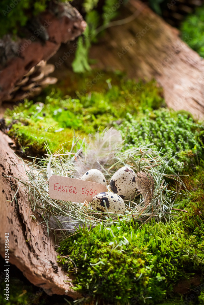 Fototapeta premium Fresh Easter eggs in forest at sunrise