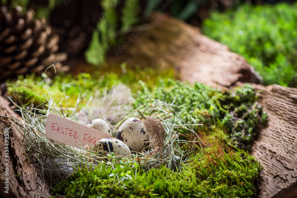 Fototapeta premium Colourful eggs for Easter in the nest with feathers