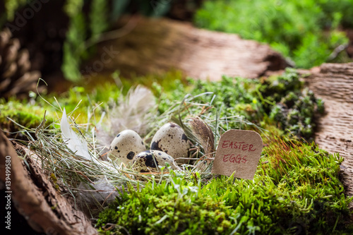 Quail eggs for Easter in the nest with feathers