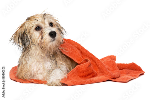 Fototapeta Naklejka Na Ścianę i Meble -  Cute bathed havanese puppy dog wrapped in an orange towel