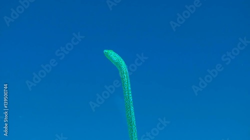 Head of a separate fish Garden Eel (Gorgasia sillneri) against a background of blue water, close up.
 photo