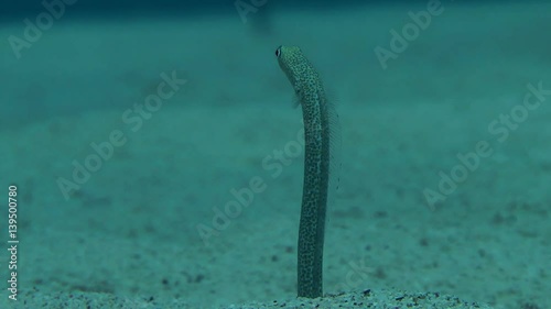 Head of a separate fish Garden Eel (Gorgasia sillneri) against a background of sandy bottom, close up.
 photo