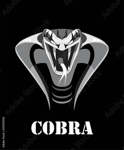 king cobra on black background.