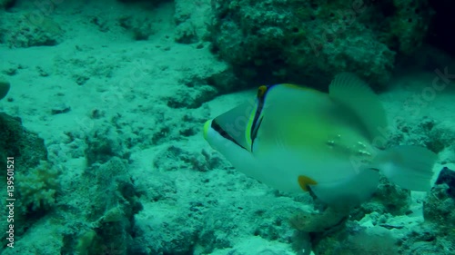 Picasso Triggerfish (Rhinecanthus assasi) swims along the wall of the reef, medium shot.
 photo