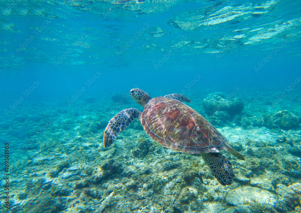 Sea turtle in water. Swimming sea turtle in blue water. Sea tortoise snorkeling photo.