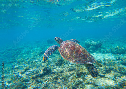 Sea turtle in water. Swimming sea turtle in blue water. Sea tortoise snorkeling photo. © Elya.Q