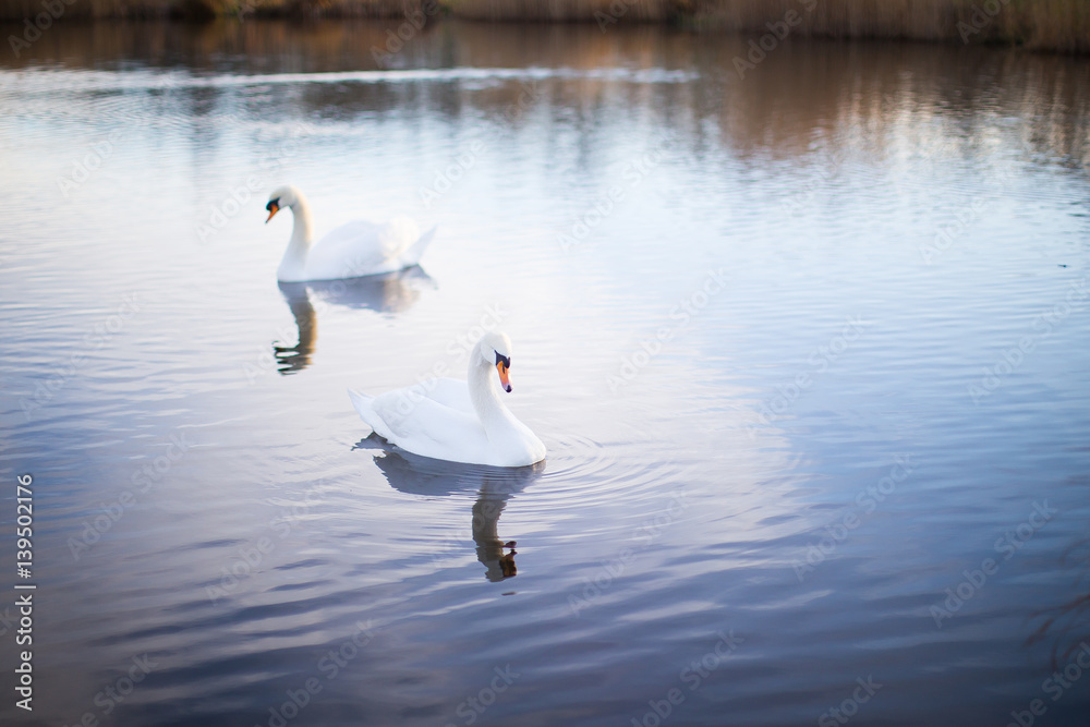 Fototapeta premium two white swans on a lake with reflection