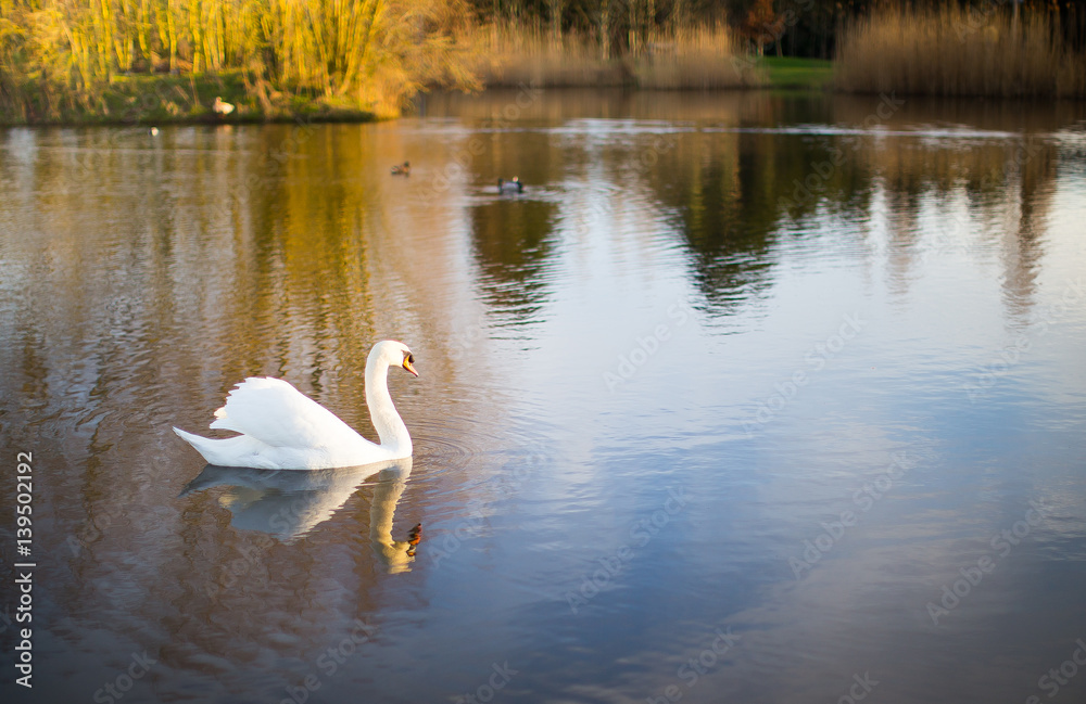 a white swan on a lake with reflection a white swan on a lake with reflection