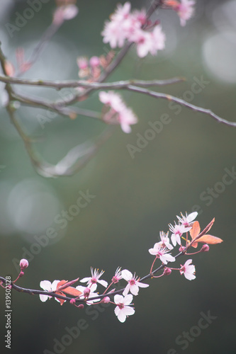 spring cherry blossom on green background