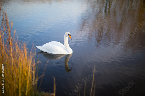 White swan on a lake with reflection