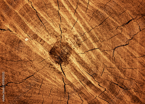 Wood grain texture of old tree stump with cracks in brown tone for background
