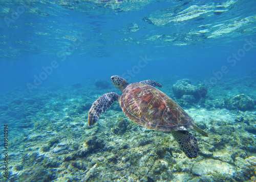 Sea turtle in water. Swimming sea turtle in blue water. Sea tortoise snorkeling photo.