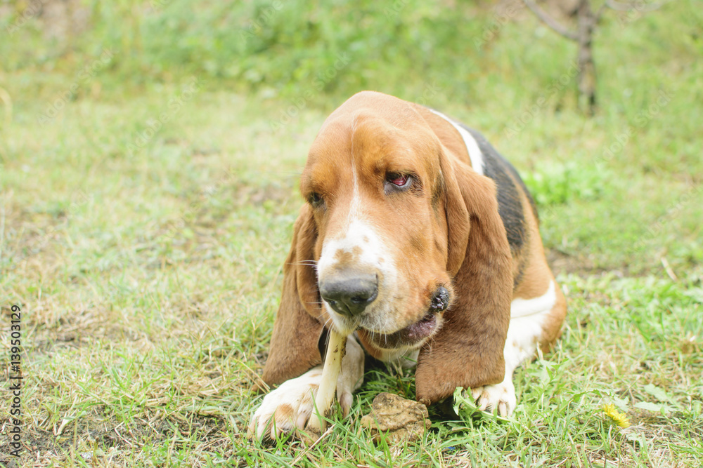 Dog laying outside in the dandelions and is chewing on bone Dog laying outside in the dandelions and is chewing on bone