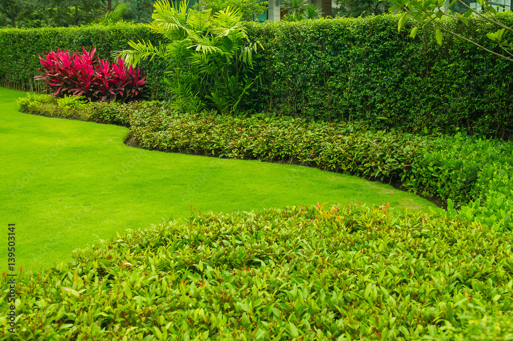 Obraz premium Green lawns, green houses and trees planted for fencing Gardening for the background