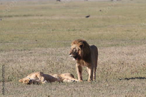 Photography Lion Pair
