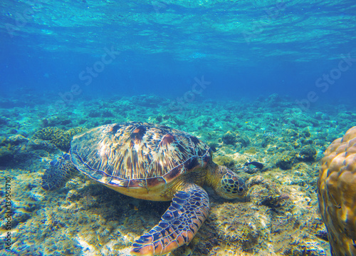 Sea turtle eating seaweeds on seabottom. Green turtle in wild nature. © Elya.Q