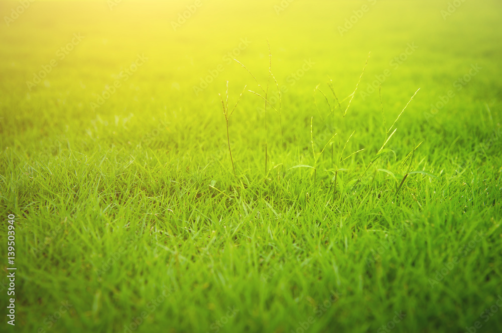 Fototapeta premium green lawn,backyard for background