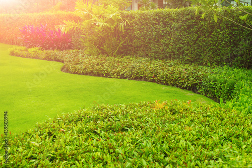 The morning sun shines on the green lawn and the green tree fence. Gardening for the background