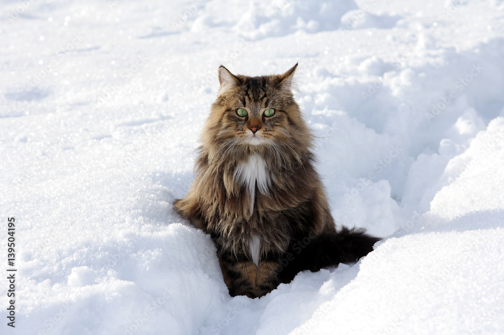 Eine junge Norwegische Waldkatze im Winter im Schnee Eine junge Norwegische Waldkatze im Winter im Schnee
