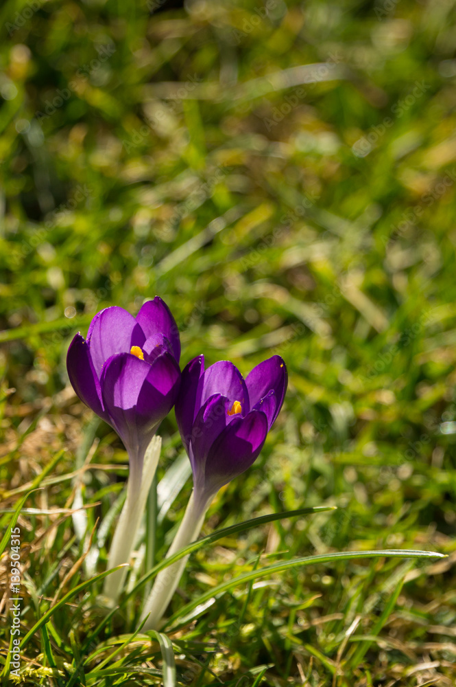 Two purple spring crocus flowers Two purple spring crocus flowers